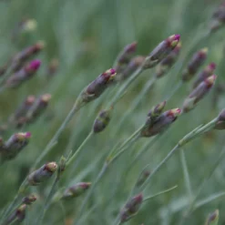 Fast Growing Trees Firewitch Dianthus Plant 11 Fast Growing Trees Firewitch Dianthus Plant