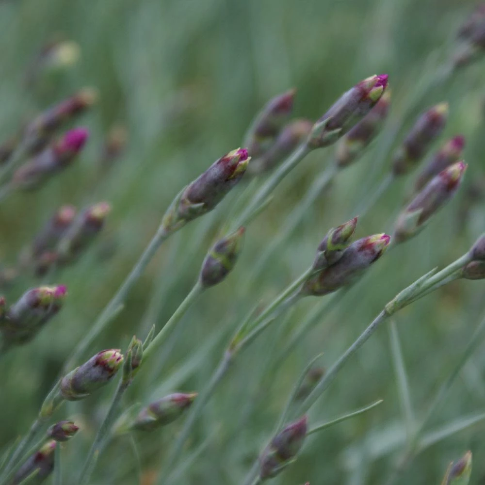 Fast Growing Trees Firewitch Dianthus Plant 7 Fast Growing Trees Firewitch Dianthus Plant