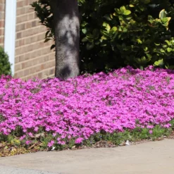 Fast Growing Trees Firewitch Dianthus Plant 10 Fast Growing Trees Firewitch Dianthus Plant