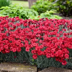 Fast Growing Trees See All Shrubs & Hedges Fruit Punch® ‘Maraschino’ Dianthus 8 Fast Growing Trees See All Shrubs & Hedges Fruit Punch® ‘Maraschino’ Dianthus