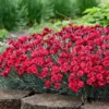 Fast Growing Trees See All Shrubs & Hedges Fruit Punch® ‘Maraschino’ Dianthus 2 Fast Growing Trees See All Shrubs & Hedges Fruit Punch® ‘Maraschino’ Dianthus