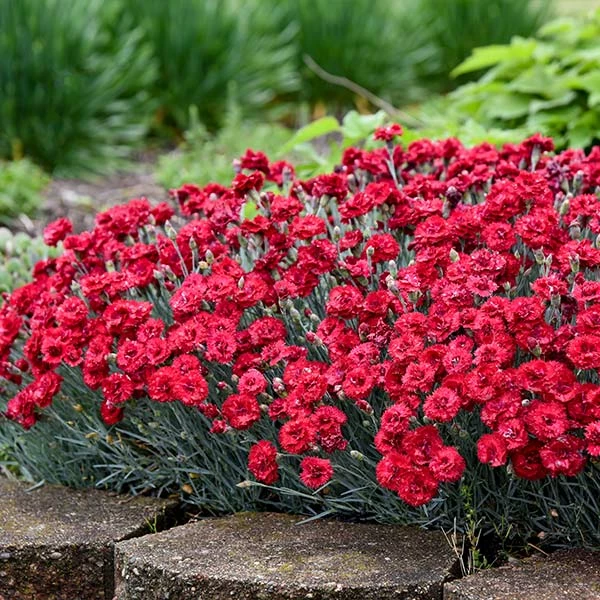 Fast Growing Trees See All Shrubs & Hedges Fruit Punch® ‘Maraschino’ Dianthus 3 Fast Growing Trees See All Shrubs & Hedges Fruit Punch® ‘Maraschino’ Dianthus