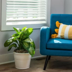 Fast Growing Trees Dieffenbachia Tropic Snow Plant 12 Fast Growing Trees Dieffenbachia Tropic Snow Plant