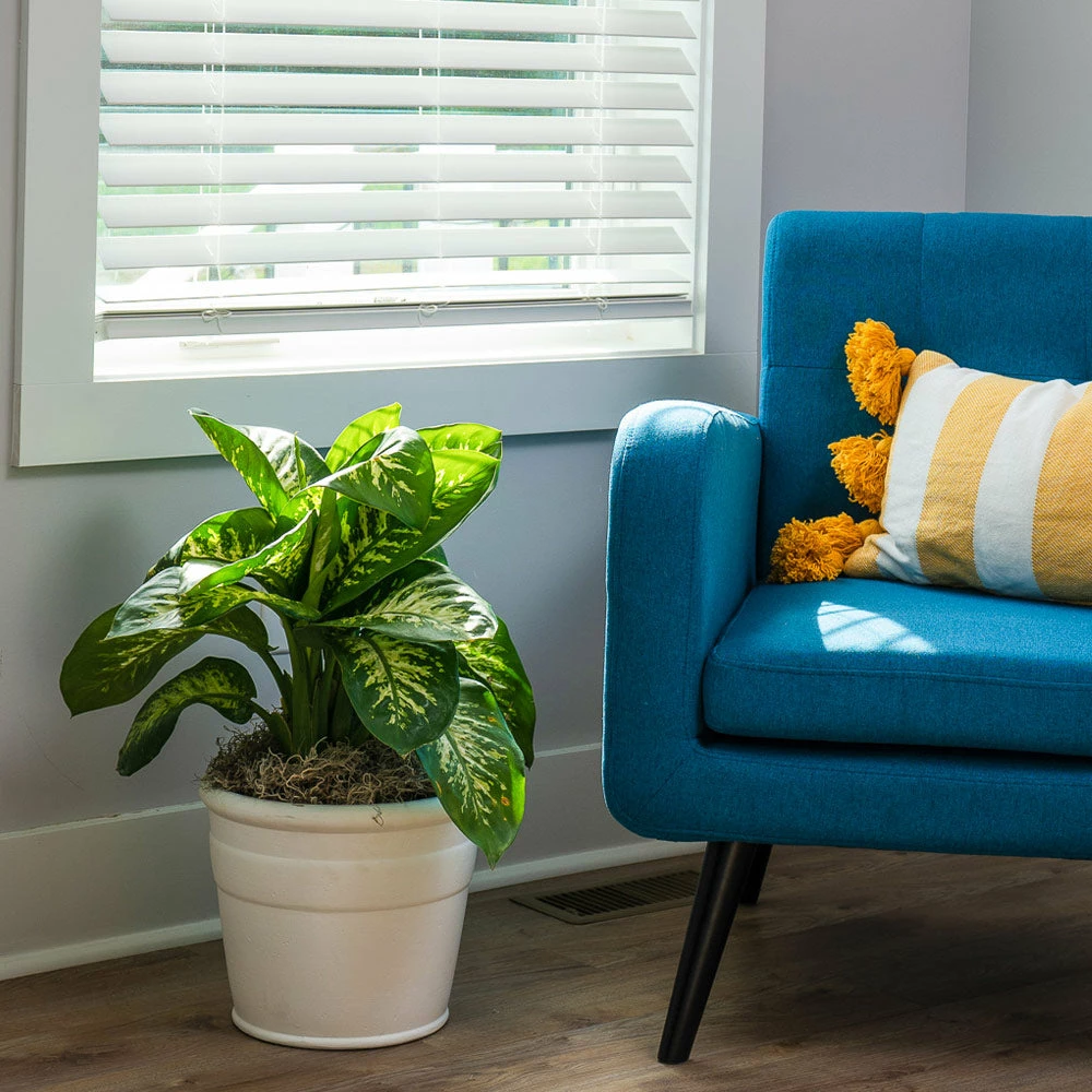 Fast Growing Trees Dieffenbachia Tropic Snow Plant 6 Fast Growing Trees Dieffenbachia Tropic Snow Plant