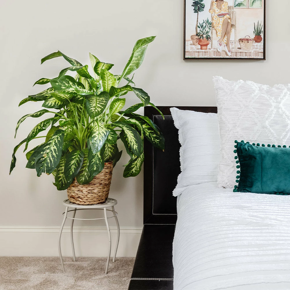 Fast Growing Trees Dieffenbachia Tropic Snow Plant 5 Fast Growing Trees Dieffenbachia Tropic Snow Plant