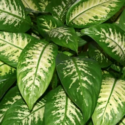 Fast Growing Trees Dieffenbachia And Song Of India Combo