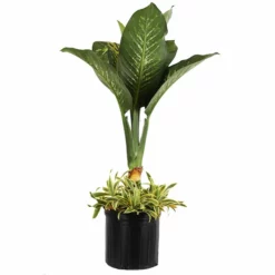 Fast Growing Trees Dieffenbachia And Song Of India Combo