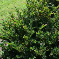 Fast Growing Trees See All Shrubs & Hedges Coppertone™ Distylium