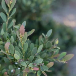Fast Growing Trees See All Shrubs & Hedges Coppertone™ Distylium