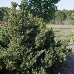 Fast Growing Trees See All Shrubs & Hedges Coppertone™ Distylium