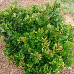 Fast Growing Trees See All Shrubs & Hedges Coppertone™ Distylium