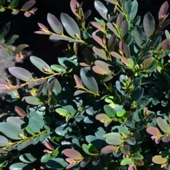 Fast Growing Trees See All Shrubs & Hedges Coppertone™ Distylium