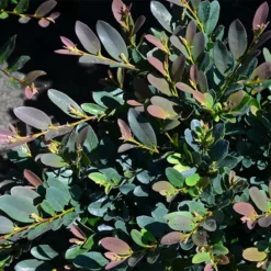 Fast Growing Trees See All Shrubs & Hedges Coppertone™ Distylium