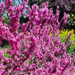 Fast Growing Trees Redbud Trees Don EGolf Redbud Tree 11 Fast Growing Trees Redbud Trees Don EGolf Redbud Tree
