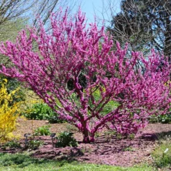 Fast Growing Trees Redbud Trees Don EGolf Redbud Tree