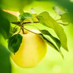 Fast Growing Trees Apple Trees Dorsett Golden Apple Tree