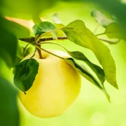 Fast Growing Trees Dorsett Golden Apple Tree