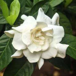Fast Growing Trees Double Blooming Gardenia Tree