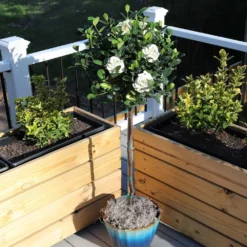 Fast Growing Trees Double Blooming Gardenia Tree