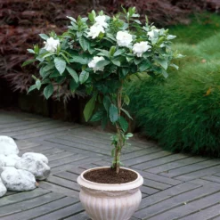 Fast Growing Trees Double Blooming Gardenia Tree