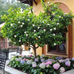 Fast Growing Trees Double Blooming Gardenia Tree