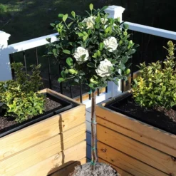 Fast Growing Trees Double Blooming Gardenia Tree