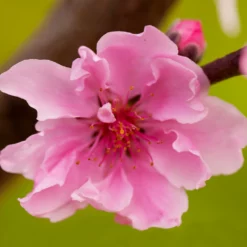 Fast Growing Trees Double Delight Nectarine Tree