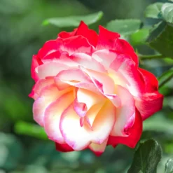 Fast Growing Trees Double Delight Rose Tree