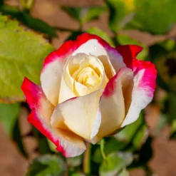 Fast Growing Trees Double Delight Rose Tree