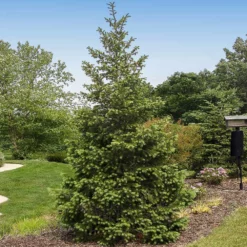 Fast Growing Trees Douglas Fir Tree 7 Fast Growing Trees Douglas Fir Tree