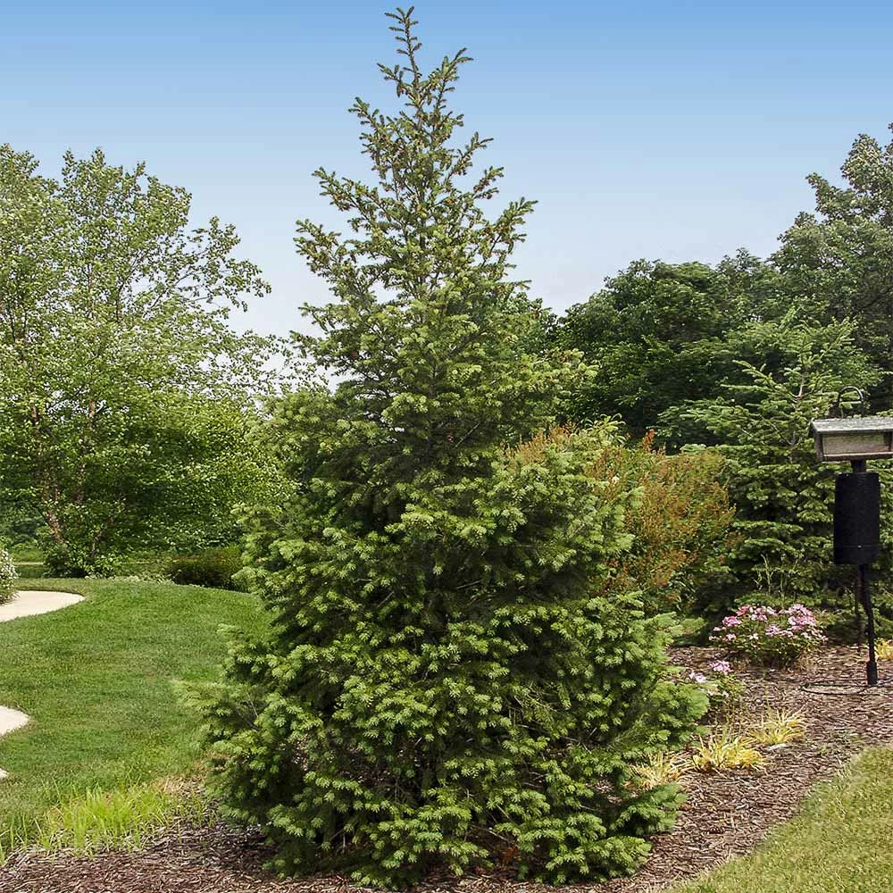 Fast Growing Trees Douglas Fir Tree 4 Fast Growing Trees Douglas Fir Tree