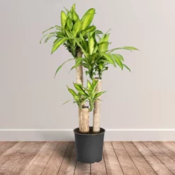 Fast Growing Trees Floor Plants 'Dracaena' Corn Plant