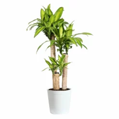 Fast Growing Trees Floor Plants 'Dracaena' Corn Plant