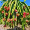 Fast Growing Trees See All Fruit Trees Dragon Fruit Cactus - USDA Organic