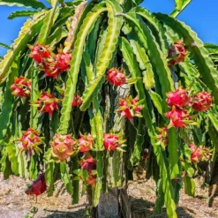 Fast Growing Trees See All Fruit Trees Dragon Fruit Cactus - USDA Organic
