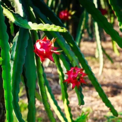 Fast Growing Trees See All Fruit Trees Dragon Fruit Cactus - USDA Organic