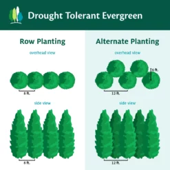 Fast Growing Trees Drought-Tolerant Evergreen Tree