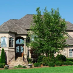 Fast Growing Trees Dura Heat® River Birch