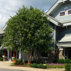 Fast Growing Trees Dura Heat® River Birch