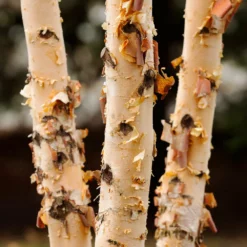 Fast Growing Trees Dura Heat® River Birch