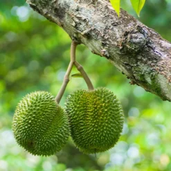 Fast Growing Trees Durian Fruit See All Fruit Trees