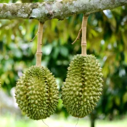 Fast Growing Trees Durian Fruit See All Fruit Trees