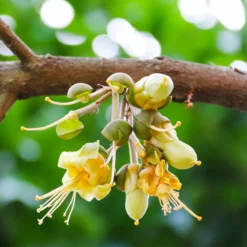 Fast Growing Trees Durian Fruit See All Fruit Trees