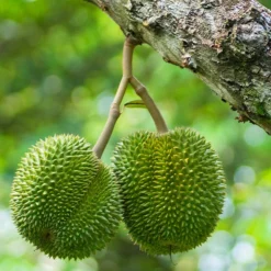 Fast Growing Trees Durian Fruit See All Fruit Trees