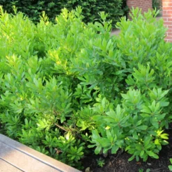 Fast Growing Trees Don's Dwarf Wax Myrtle See All Shrubs & Hedges