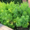 Fast Growing Trees Don's Dwarf Wax Myrtle See All Shrubs & Hedges