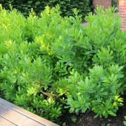 Fast Growing Trees Don's Dwarf Wax Myrtle See All Shrubs & Hedges