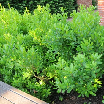 Fast Growing Trees Don's Dwarf Wax Myrtle See All Shrubs & Hedges 3 Fast Growing Trees Don's Dwarf Wax Myrtle See All Shrubs & Hedges