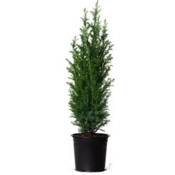 Fast Growing Trees Dwarf Italian Cypress See All Evergreen & Privacy Trees