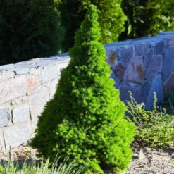 Fast Growing Trees Dwarf Alberta Spruce 9 Fast Growing Trees Dwarf Alberta Spruce